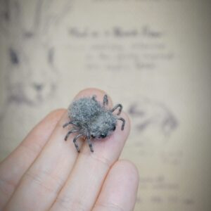 tiny cute spider
