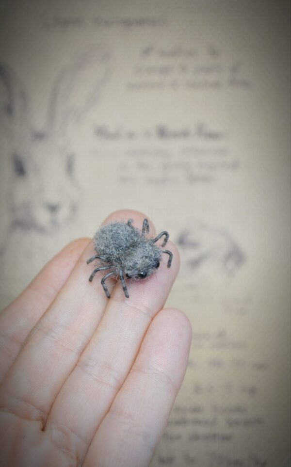 tiny cute spider