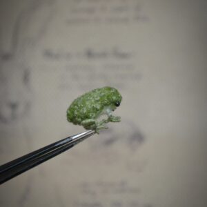 Needle felted frog with embroidered details and poseable legs. Handmade wool miniature, perfect for collectors, dollhouses, and unique gifts.