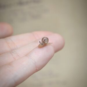 Tiny Translucent Snail – Miniature Art