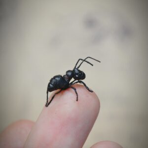 Tiny ant
